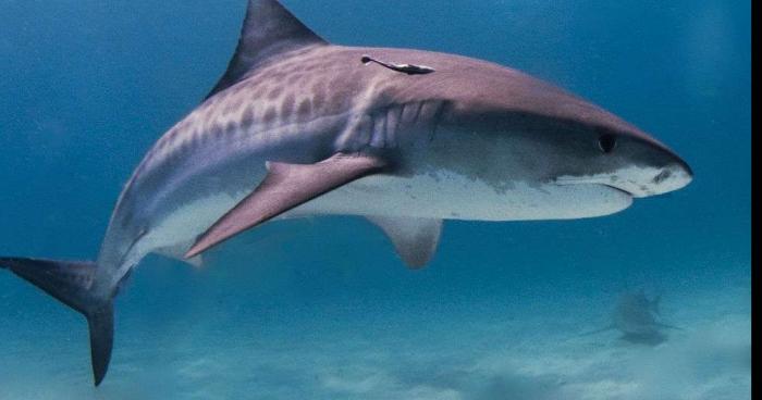 ATTAQUE DE REQUIN A LA ROCHELLE!!!