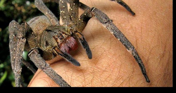 Un laboratoire aurait vidé un chargement d'araignée de laboratoire dans les mines désaffectées de Lorraine !