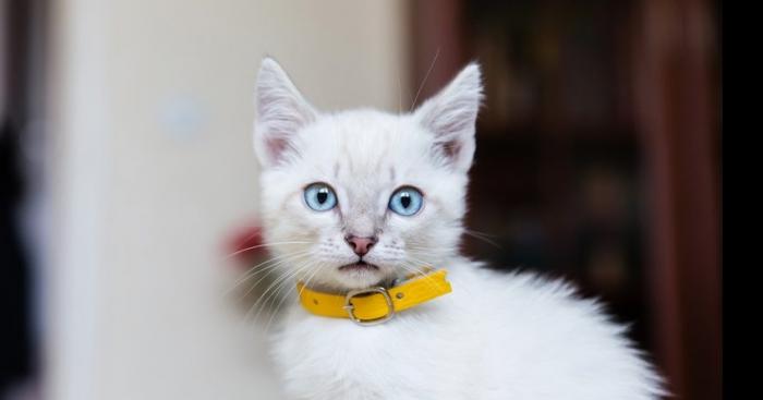 Charleville  Mézières  il tué  des chats pour c est kebab