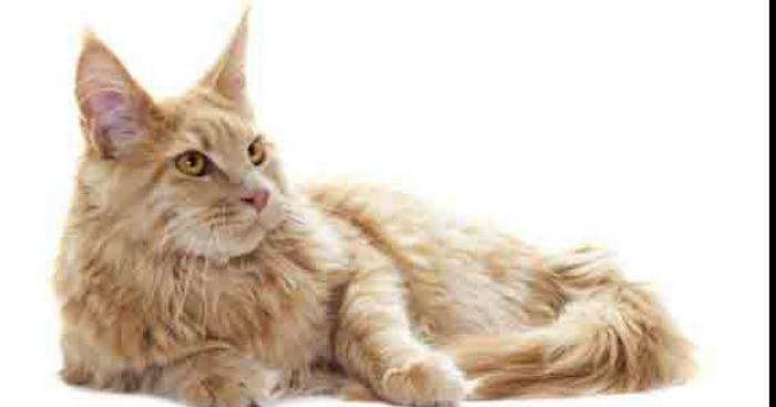 Un avis de recherche émis pour un mainecoon