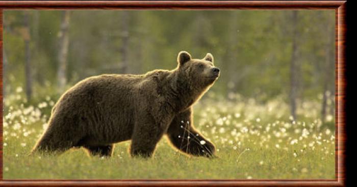 Un ours aperçu dans l'Allier