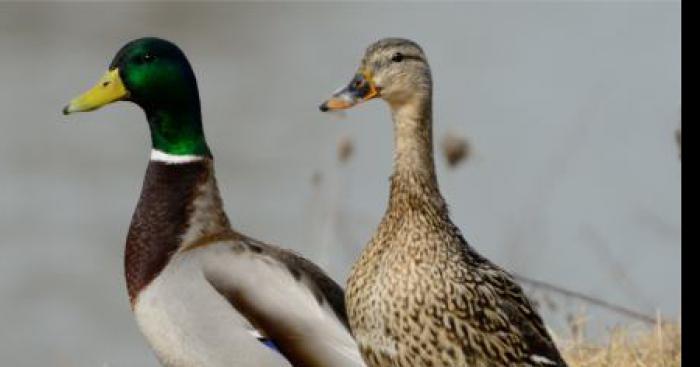 Canard disparue a Bray sur somme