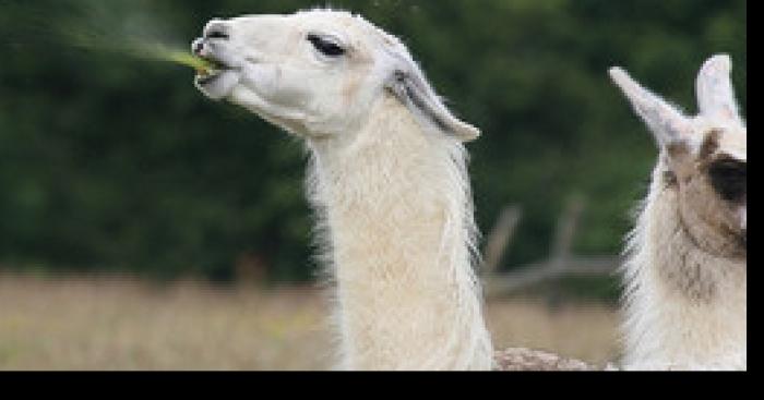 Des lamas échappés du cirque zavata