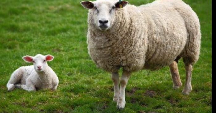 Un violeur de mouton a encore frappé à Cléder