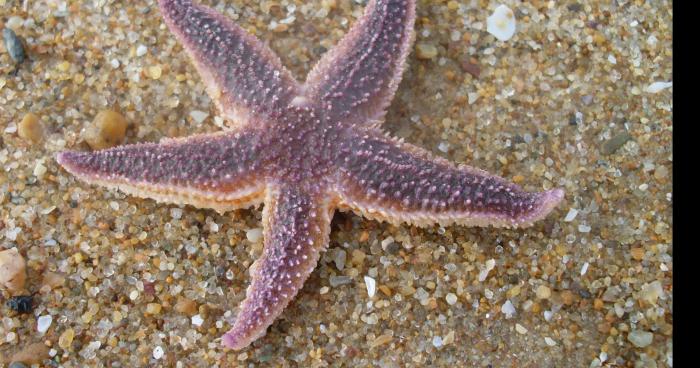 Une jeune femme rechercher pour avoir assassiné froidement des étoile de mer