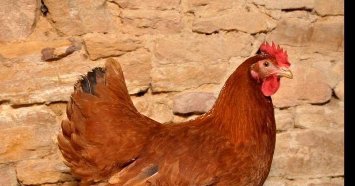 Une poule constipée pondrait des oeufs durs