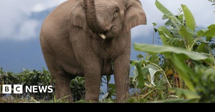 Après un anaconda, un bébé éléphant !