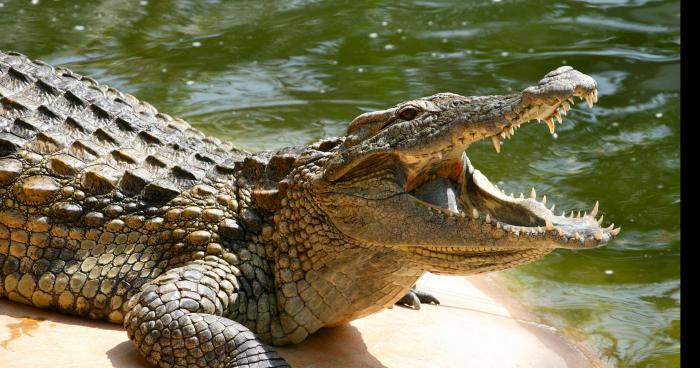 Un crocodile attaque des enfants a la plage biscarosse