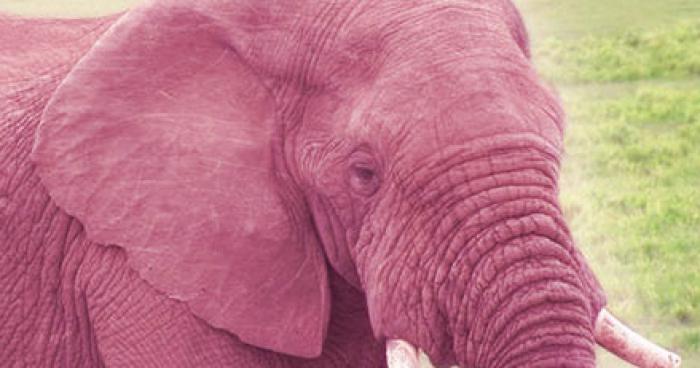 Un éléphant rose en voie de disparition ces échappé