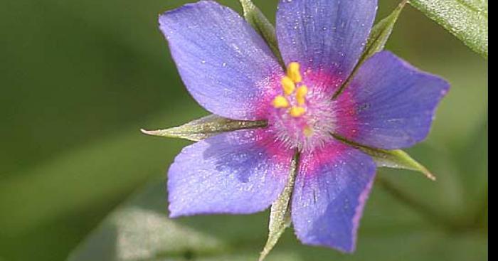 Une fleur très rare trouver a Drummondville !