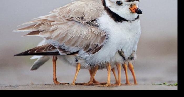 Altération des Oiseaux du Québec.