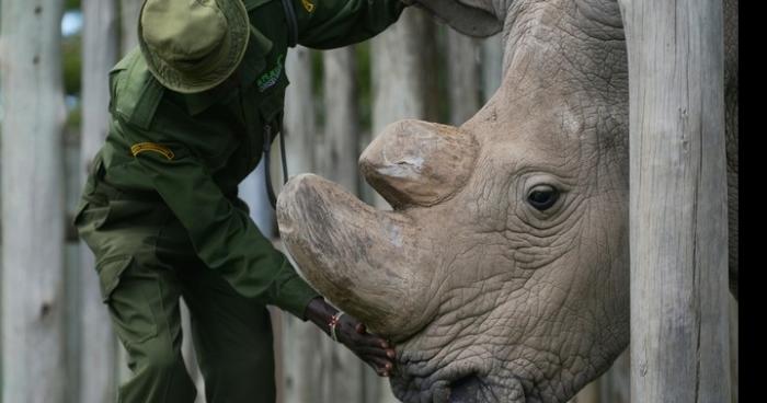 D'ici 2050, les animaux disparaîtront de la Terre!