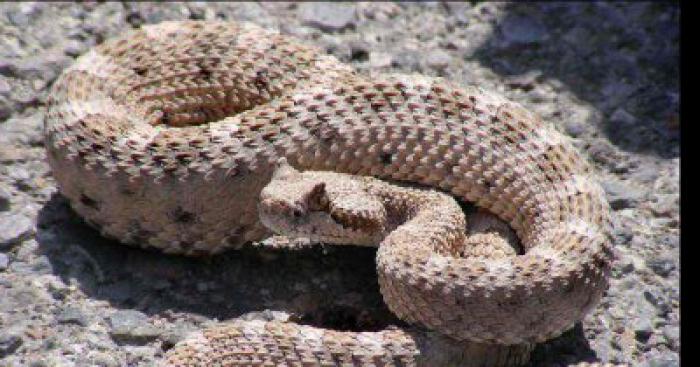 Des Dangeureux serpent en France !!