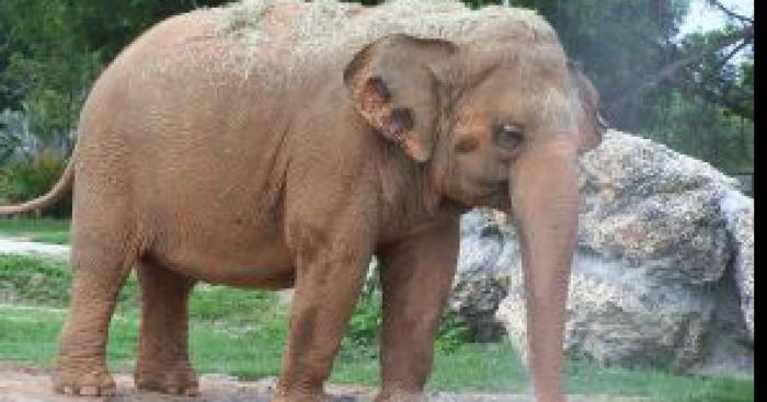 Un éléphant en seine maritime