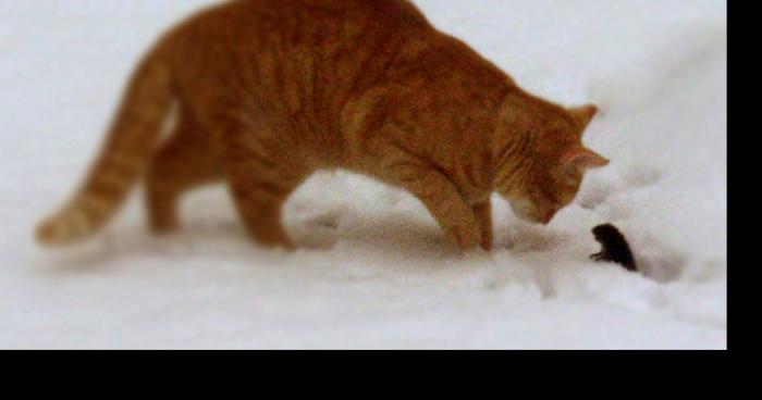 Une femme mange son chat car il a fait une bétise