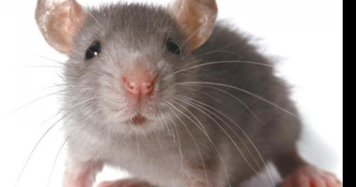 Une souris prends forme humaine