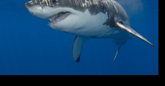 Un requin trouver en eu douce