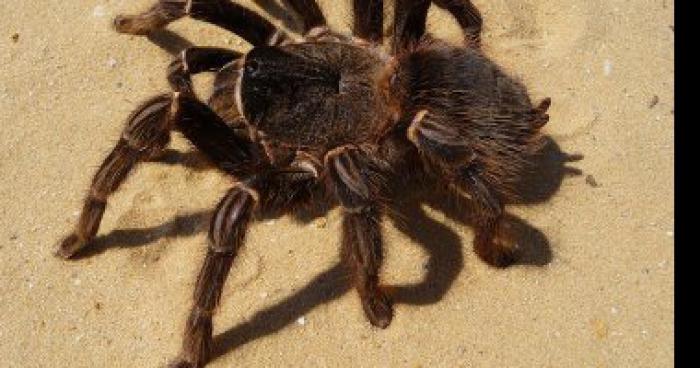 UNE ARAIGNÉE GÉANTE SUR WITTENHEIM