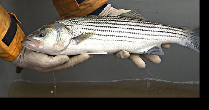 Pêche au bar rayé en Gaspesie..