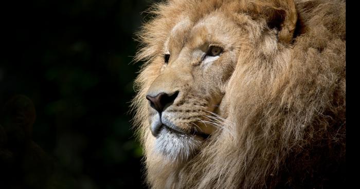 Un lion s'échappe de sa cage après que son dresseur et mal refermer sa cage