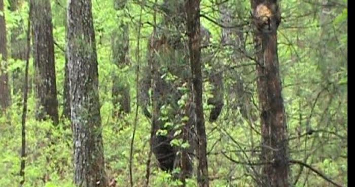 Un Big Foot à était aperçu sur la route des Plaines.