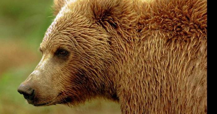 Un Ours vu au pont en fer à marsillargues