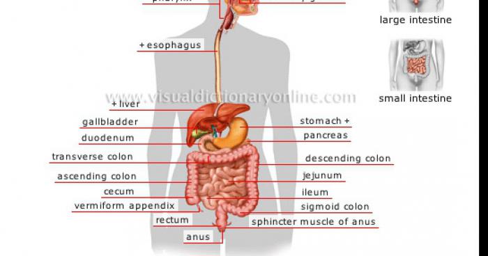 La digestion a l'envers une mode