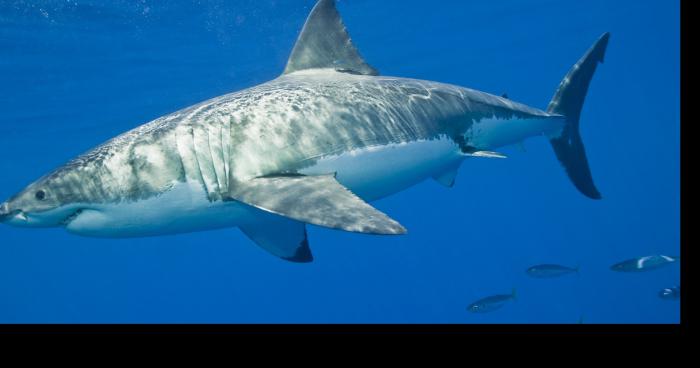 Attaque de Requin sur la baie de Cannes