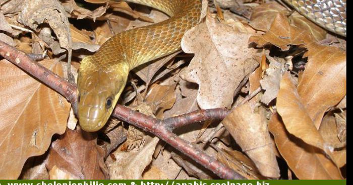 Evasion de serpents à Bollène