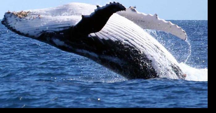 Baleine retrouvée noyée au large de Terre-Neuve