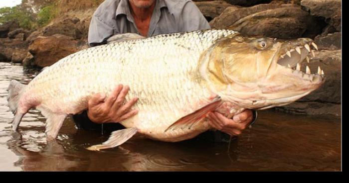 Un poisson tigre capturé dans la Moselle .