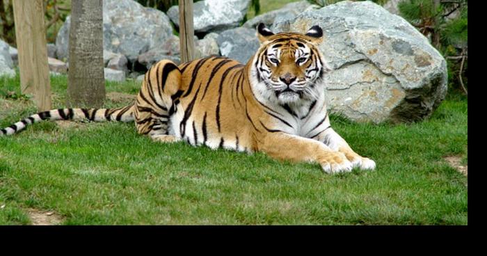 Attaque de tigres au Zoo de La Flèchee