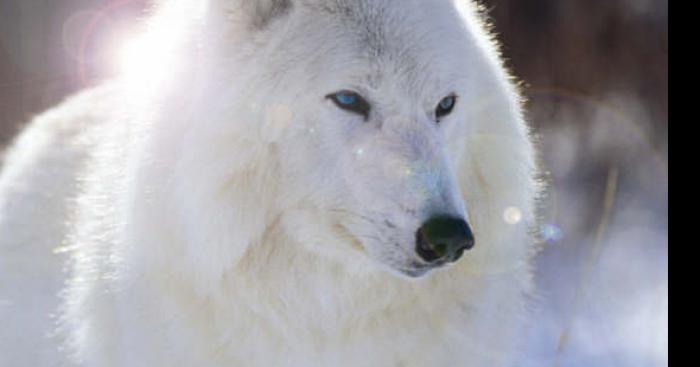 Un loup blanc terrorise les alpes du Sud