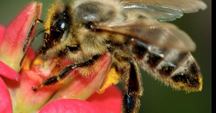 Amputée après une piqure d’abeille