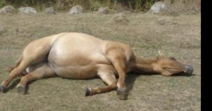 Cheval mort dans le village de silenrieux