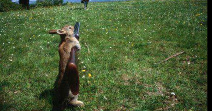 Un lapin tu un chasseur qui c'est fait écrasé en suite