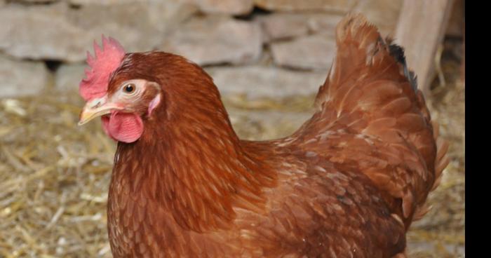 Une poule se promene dans Charlevoix