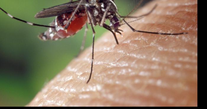 Le bruit des moustiques qui baisent dérange les vacanciers