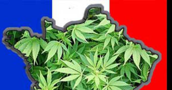 Le cannabis : légalise en France