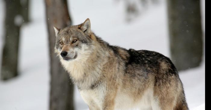 Un loup rôde dans un village de la commune de Musson  6750 (Mussy-La-Ville)