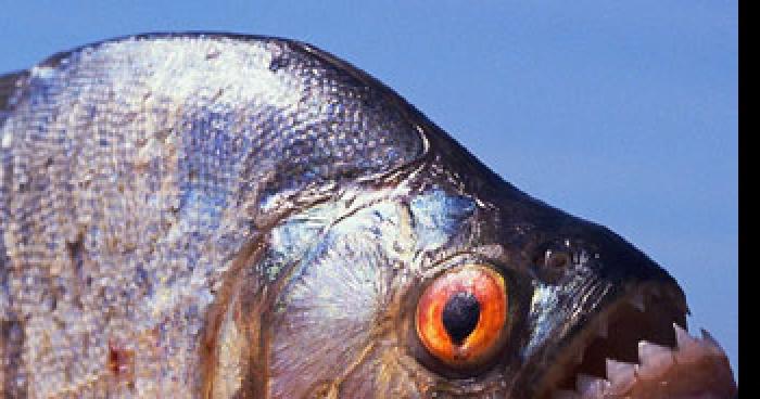 Un piranha dans le lac du salagou