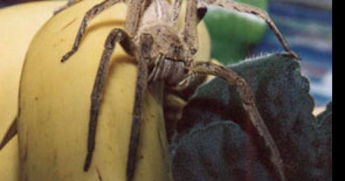 Andenne, un homme meurt suite à la morsure de l'araignée la plus dangereuse au monde, la meurtrière reste introuvable!
