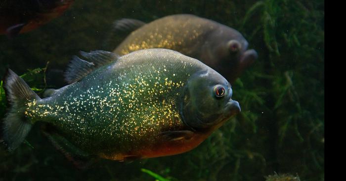 Des piranhas dans l'andelle