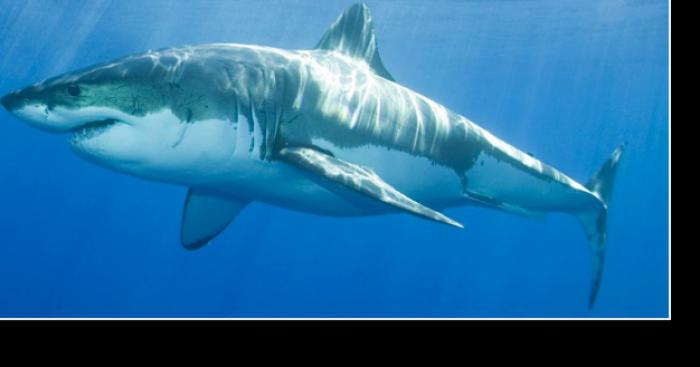 Un grand requin blanc localisé dans la rade de Cherbourg.