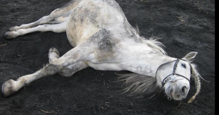 Une Licorne tuée pour sa corne