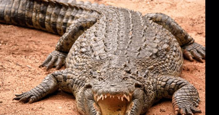 Découverte d'un crocodile dans une maison à Bouchain