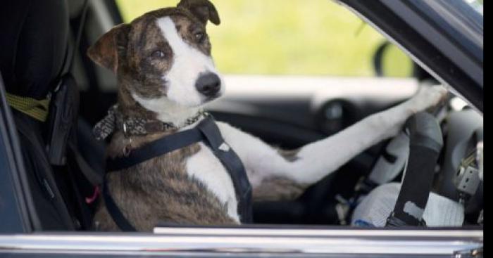 Un chien conduit