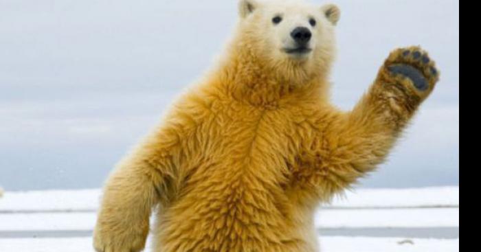 Un ours dévore un douanier !