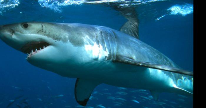 Attaque de requin sur la plage de Malo les bains (Nord)