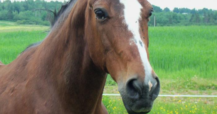 THIONVILLE : Un cheval en plein centre ville